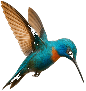 Paradox hummingbird